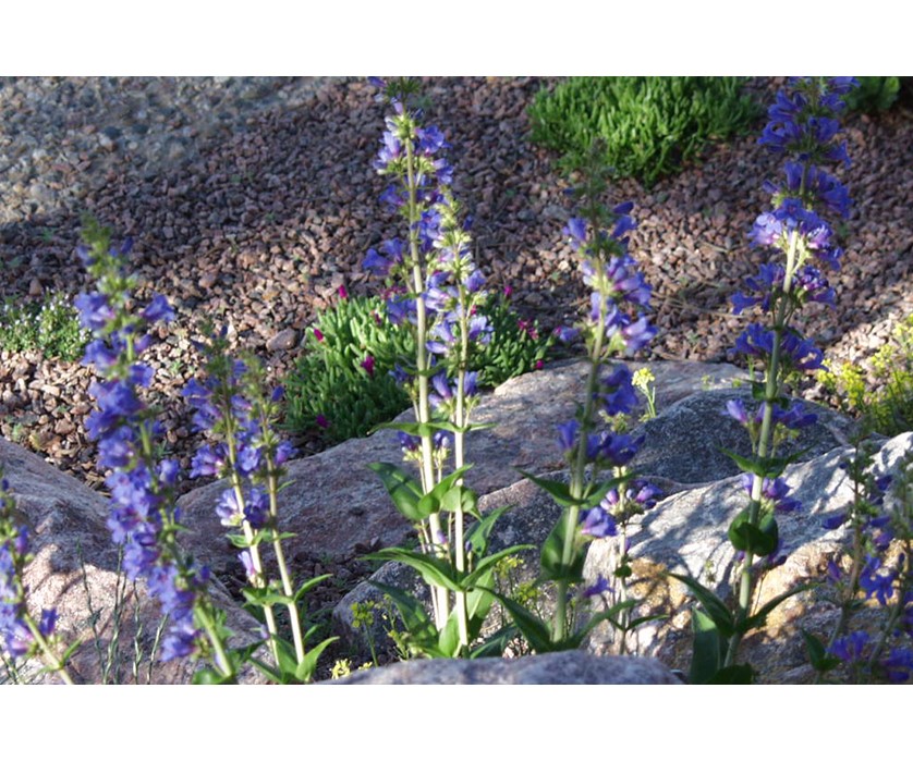 Grand Mesa Beardtongue